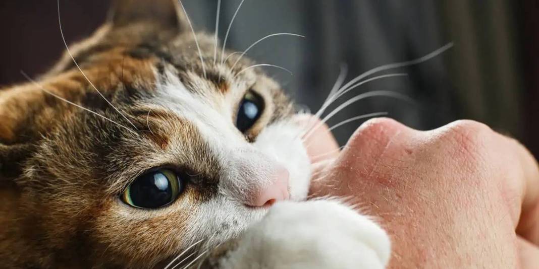 Kedinizin sizi ne kadar sevdiğini test etmek ister misiniz? ‘Evet’ cevabınız 1 mi 9 mu? Bu davranışlar sevgisinin göstergesi 7